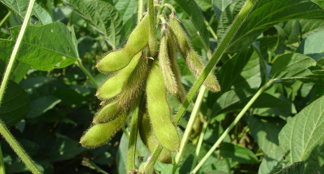 Soybeans in field