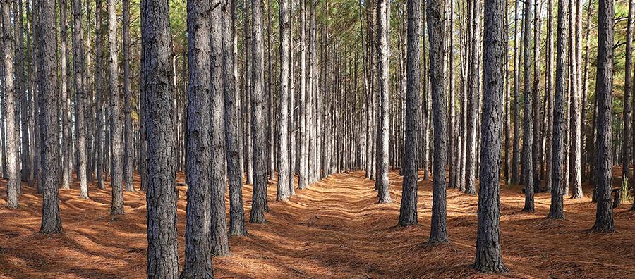 Georgia pines