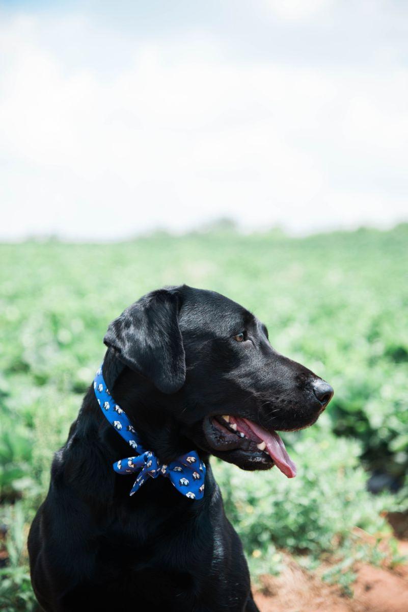 Black Lab Wears Southern Proper Neckwear